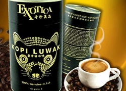 Cat Poop Coffee – The World’s Most Expensive Coffee, Kopi Luwak