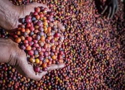 Arabica Vs. Robusta Coffee