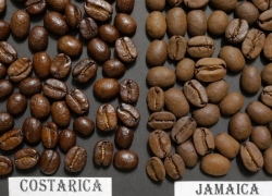 Coffee Varieties – Arabica vs Robusta vs Liberica